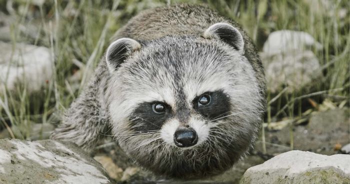 What If All Animals Were Round