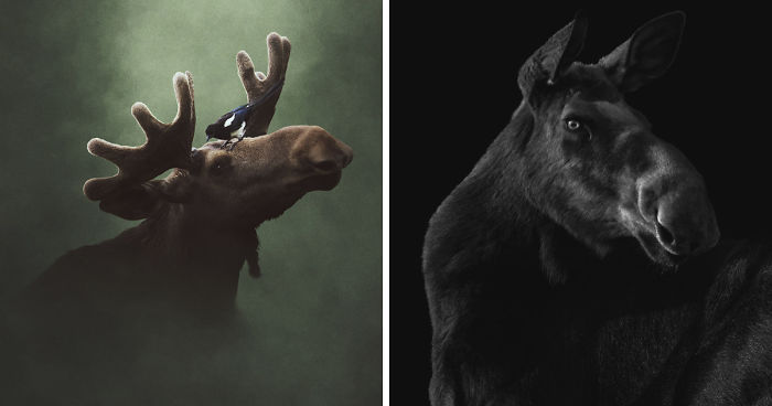 Deep Souls: We Portray Different Personalities Of Animals