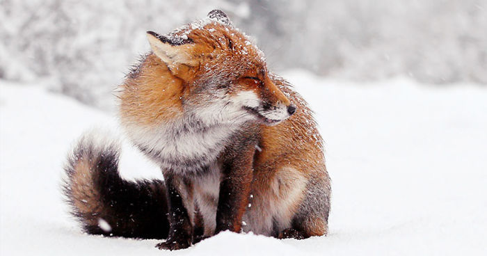 Photographer Documents Stunning Wild Foxes Enjoying The Snow