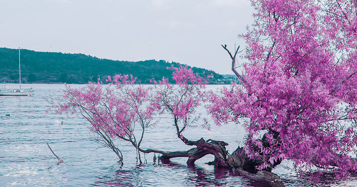 I Take Pictures That Look Like Japanese Anime