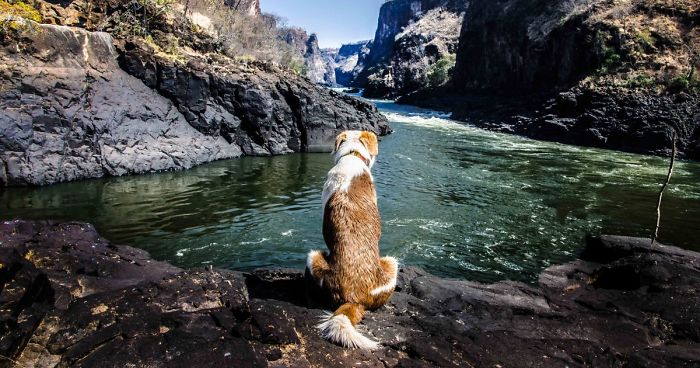 Gingy Mou, The Zambian Rescued Dog, Arrives To Barcelona After A Year Of Traveling Through Africa