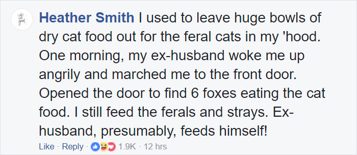 Woman Finds Fox Sleeping In Her Cat’s Bed, Gets Surprised By The Way It Acts Woman Finds Fox Sleeping In Her Cat’s Bed, Gets Surprised By The Way It Acts