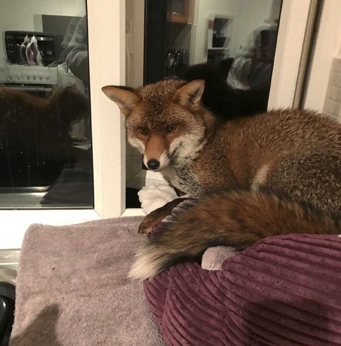 Woman Finds Fox Sleeping In Her Cat’s Bed, Gets Surprised By The Way It Acts Woman Finds Fox Sleeping In Her Cat’s Bed, Gets Surprised By The Way It Acts