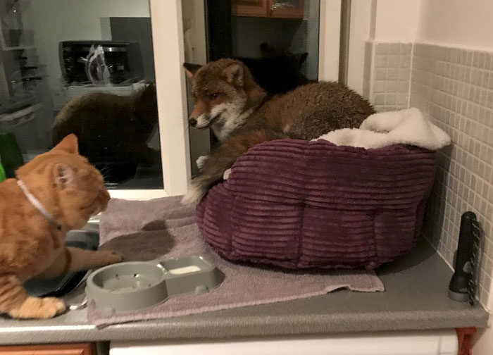 Woman Finds Fox Sleeping In Her Cat’s Bed, Gets Surprised By The Way It Acts Woman Finds Fox Sleeping In Her Cat’s Bed, Gets Surprised By The Way It Acts