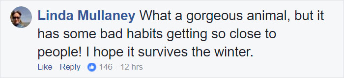 Woman Finds Fox Sleeping In Her Cat’s Bed, Gets Surprised By The Way It Acts Woman Finds Fox Sleeping In Her Cat’s Bed, Gets Surprised By The Way It Acts