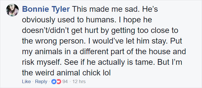 Woman Finds Fox Sleeping In Her Cat’s Bed, Gets Surprised By The Way It Acts Woman Finds Fox Sleeping In Her Cat’s Bed, Gets Surprised By The Way It Acts