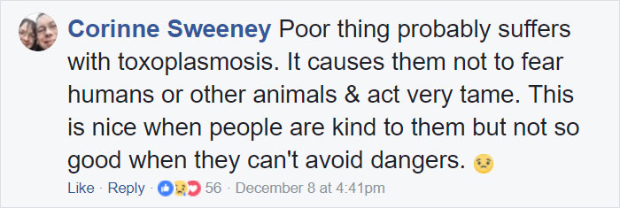 Woman Finds Fox Sleeping In Her Cat’s Bed, Gets Surprised By The Way It Acts Woman Finds Fox Sleeping In Her Cat’s Bed, Gets Surprised By The Way It Acts