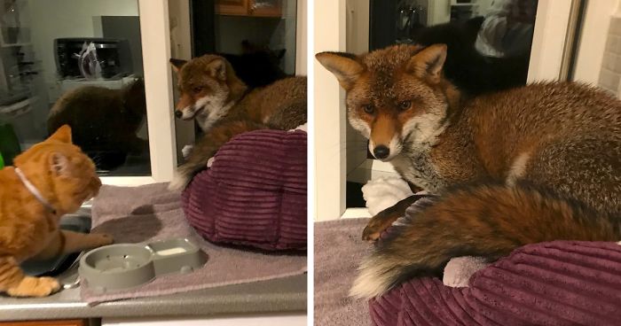 Woman Finds Fox Sleeping In Her Cat’s Bed, Gets Surprised By The Way It Acts