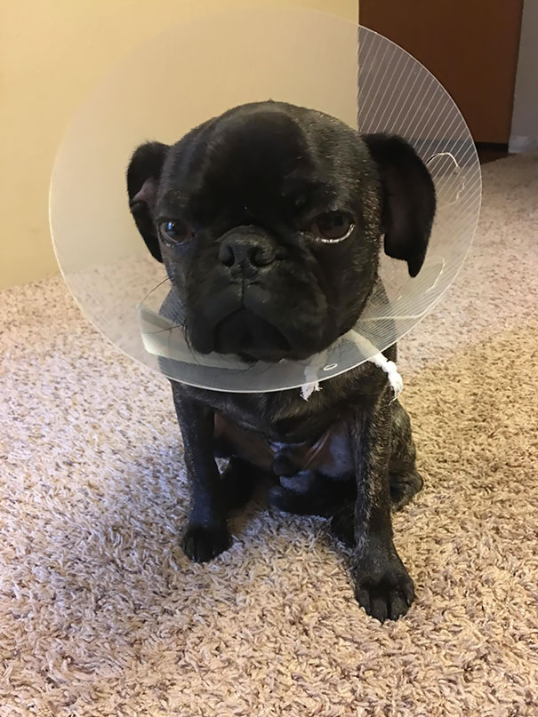 He's Been Giving Me This Look All Night Since I Picked Him Up From The Vet