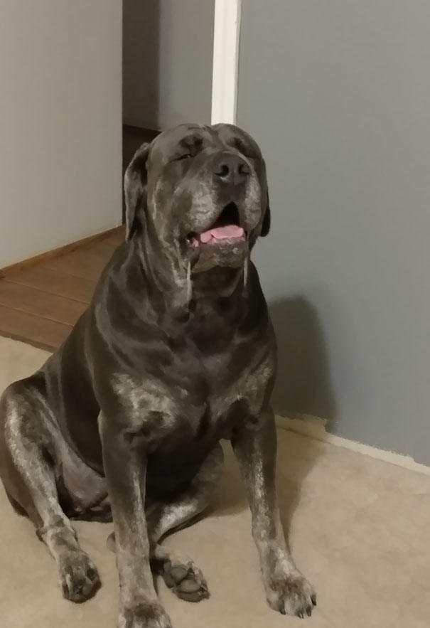 Vet Gave My Dog An Opiate To Treat Her Pain After A Copperhead Bite. She's Been Sitting Like This For 20 Minutes Now