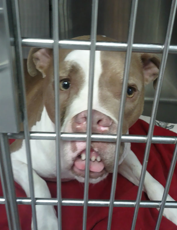 I Work At A Vet And This Doggie Was Waking Up From A Little Sedation She Had Done For X-Rays. She's Fine, Just A Little Limp