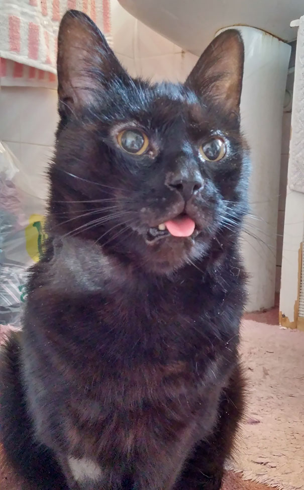 Just Picked My Boy Up From The Vet. He's Still Pretty Out Of It