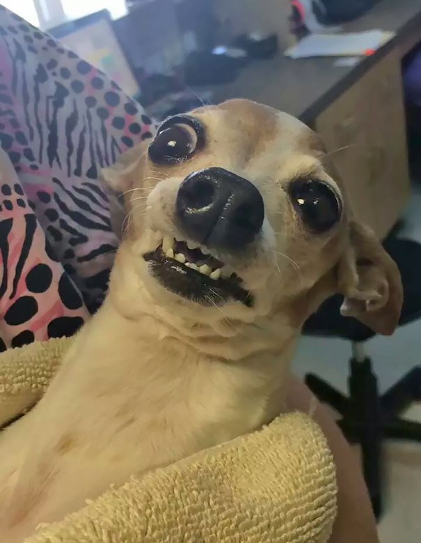 My Friend Works At A Vet And Just Posted This To Facebook. Apparently This Dog Just Woke Up From Sedation