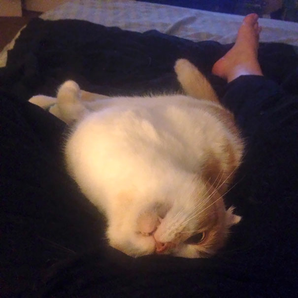 The Vet Prescribed My Cat Xanex. He's In A Really Weird Mood Now