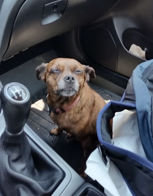 My Dog So High After A Dental Cleaning