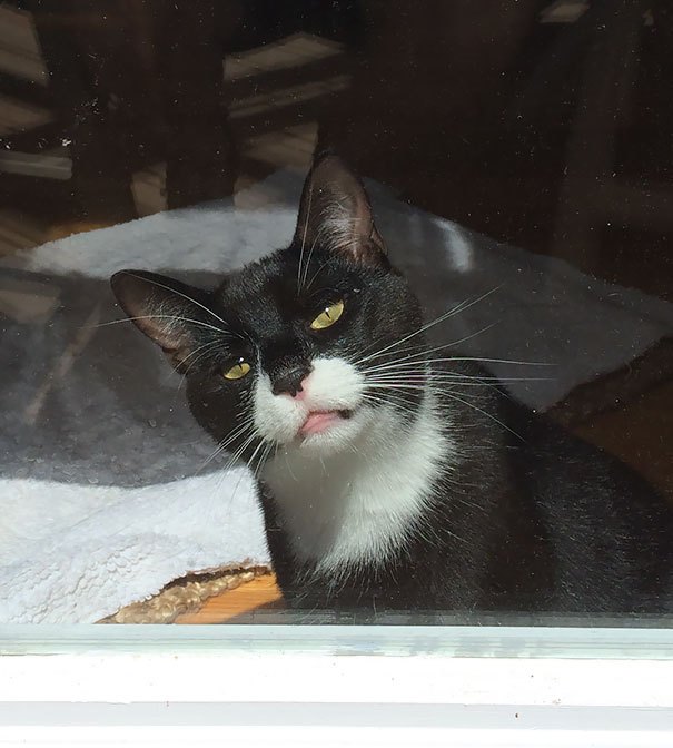 My Mom's Crazy Cat Was Prescribed Valium. Now I Get Daily Pictures Of A Cat Who Is High Out Of His Mind