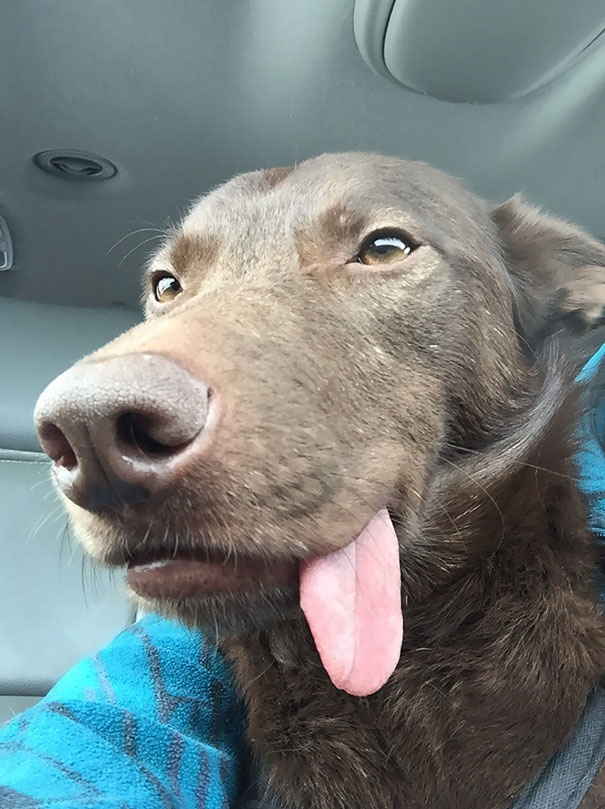 My Dog After Getting Surgery