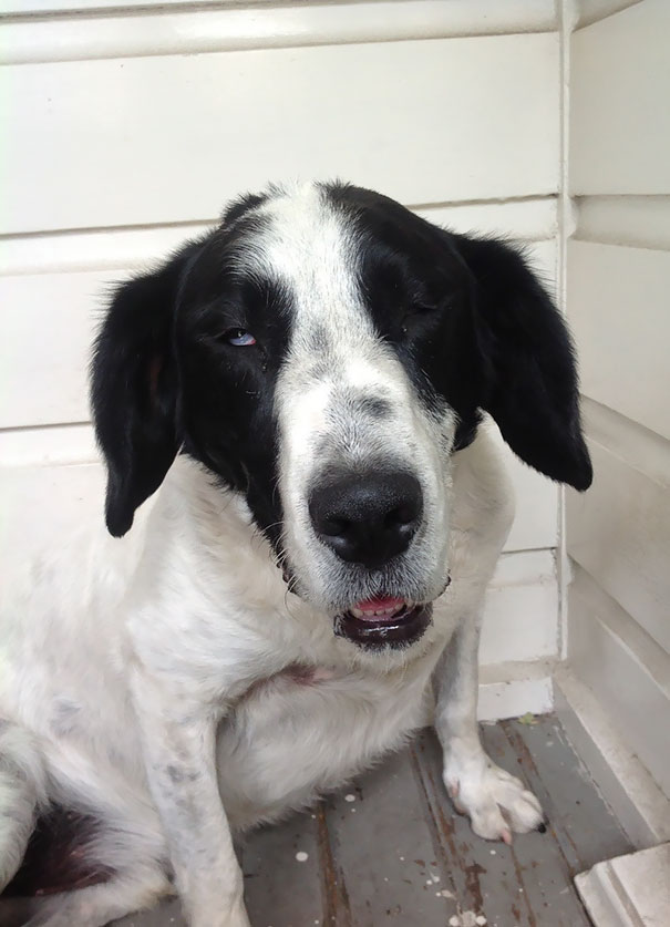 So, My Dog Had To Get Surgery And Now He's Drugged Up. I Should Feel Sorry For Him But I Can't Stop Laughing