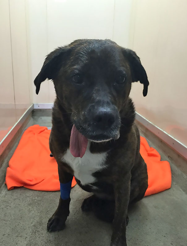 Our Dog's Surgery Went Great, But Her Face May Still Be A Little Numb