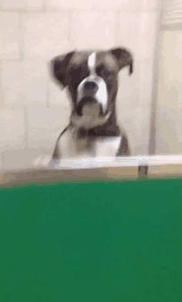 Picking The Dog Up From The Vet