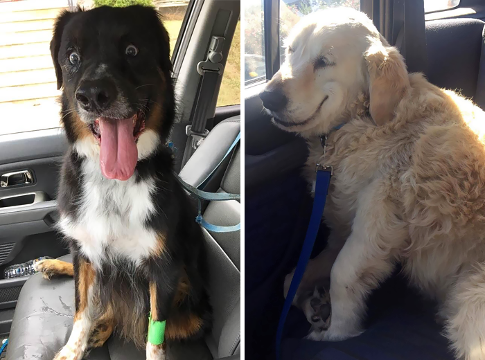 10+ Mascotas que acaban de volver del veterinario, y sus caras lo dicen todo