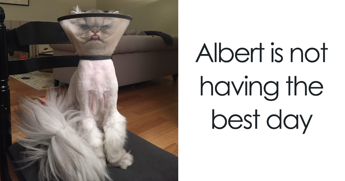 50 Pets Who Just Came Back From The Vet, And Their Expressions Say It All