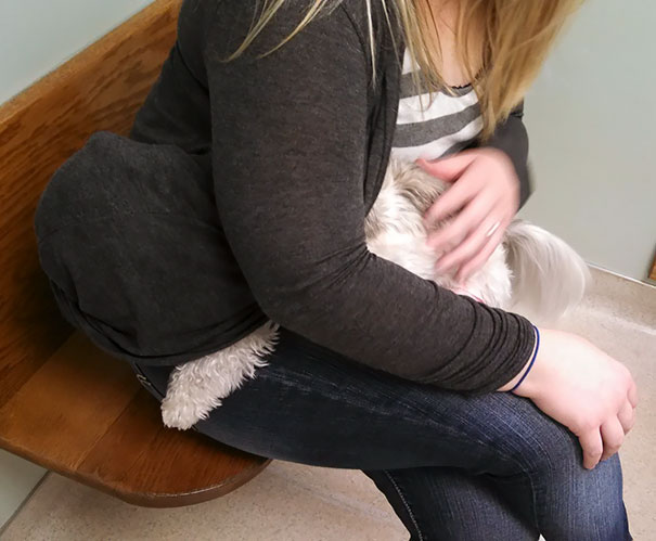 My Dog Hiding From The Vet