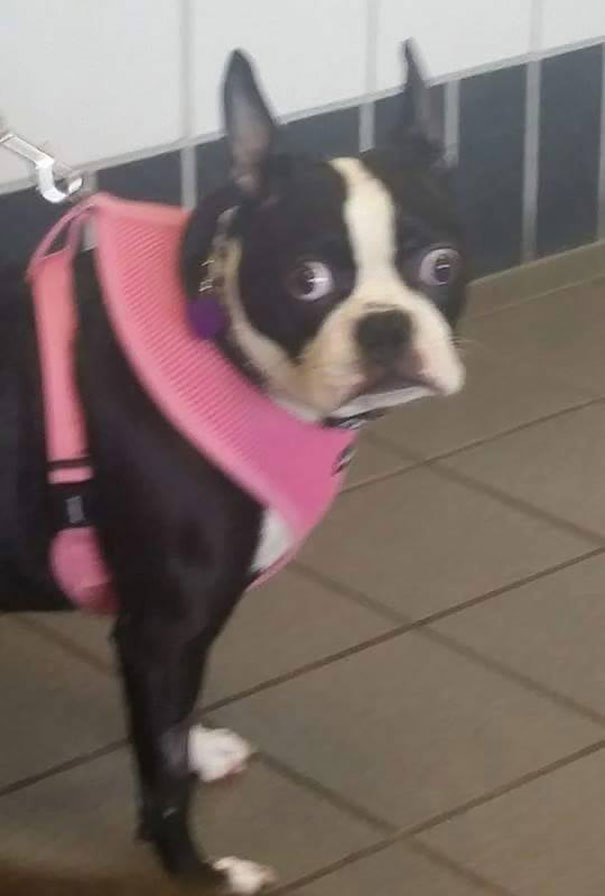 Dog In The Waiting Room At The Vet