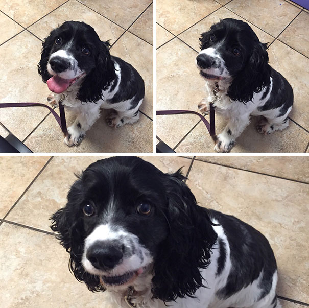 The Moment He Realized We Went To The Vet Instead Of The Dog Park