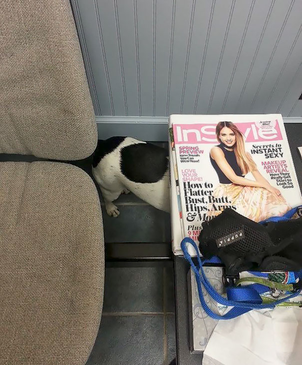 My Dog "Hiding" From The Vet