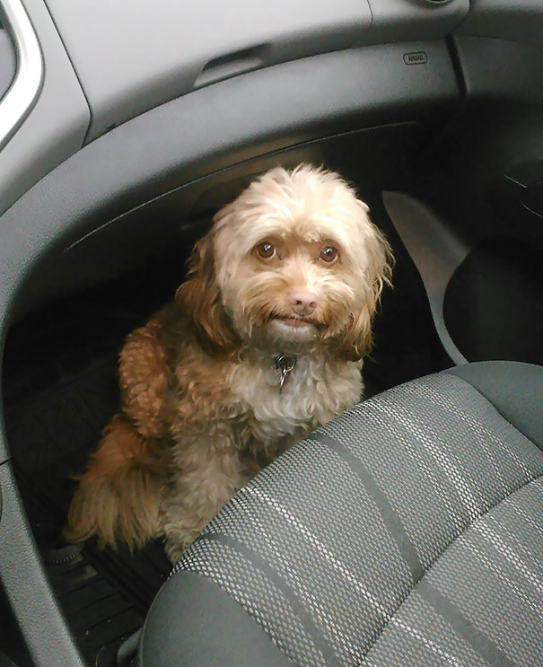 "You Promised We Weren't Going To The Vet"