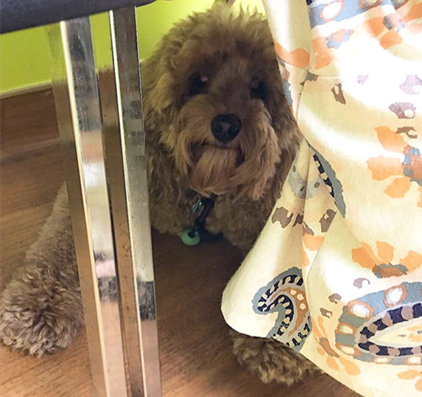 Simply Hiding From The Vet