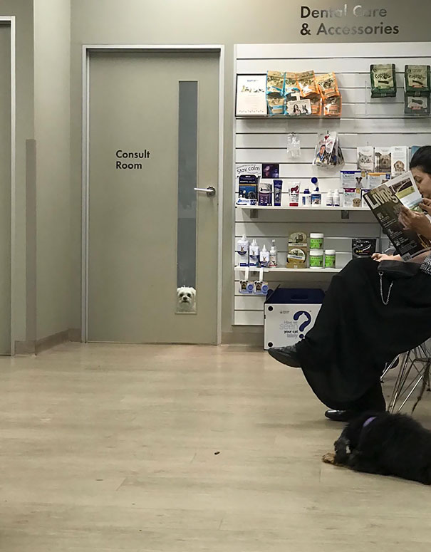 So My Dog Had To Go To The Vet Today