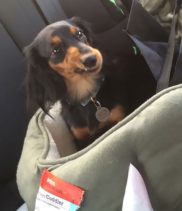 This Is The Look My Dog Gave Me When I Asked Her If She Wanted To Go To The Vet. I'm Going To Say The Answer Is A No