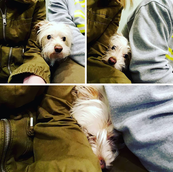 Scenes From The Vet. Maybe They Won't See Me