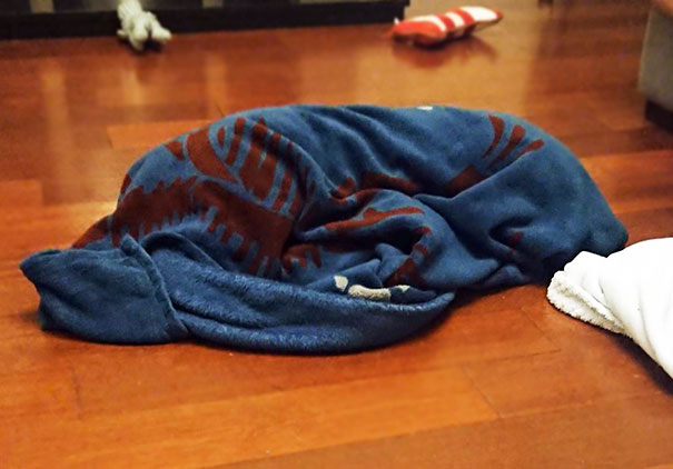 If I Hide Under Here Maybe I'll Not Have To Go To The Vet