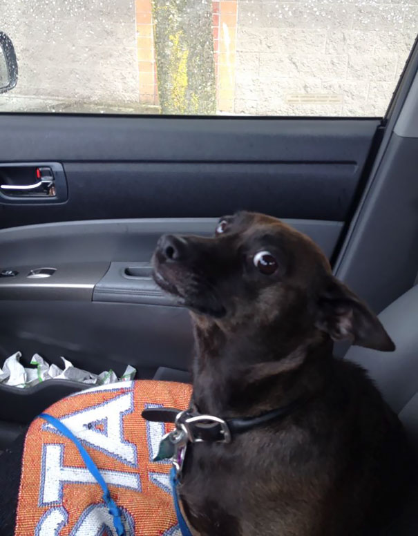 I Think My Dog Knows She's Going To The Vet Today