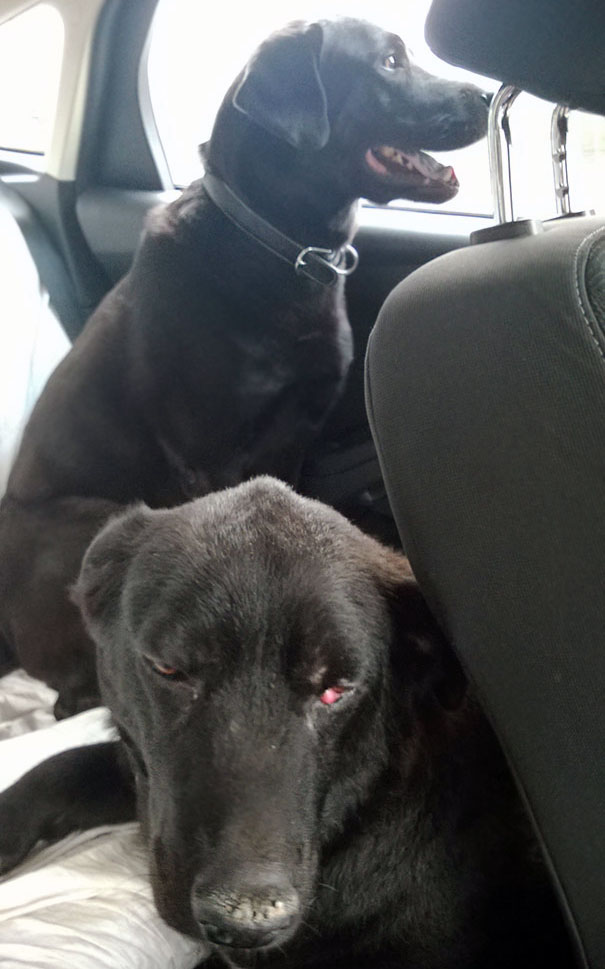 Guess Which Dog Remembers What The "Vet's" Is