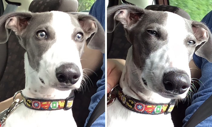 10+ Divertidas reacciones de perros al darse cuenta de que no van al parque, sino al veterinario