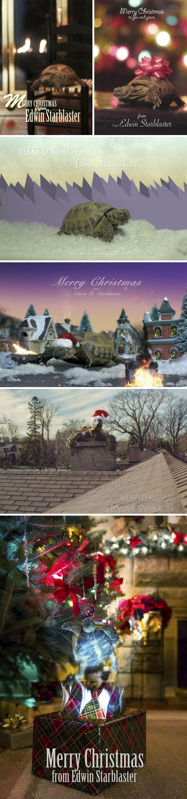 Every Year My Tortoise And I Make A Christmas Card