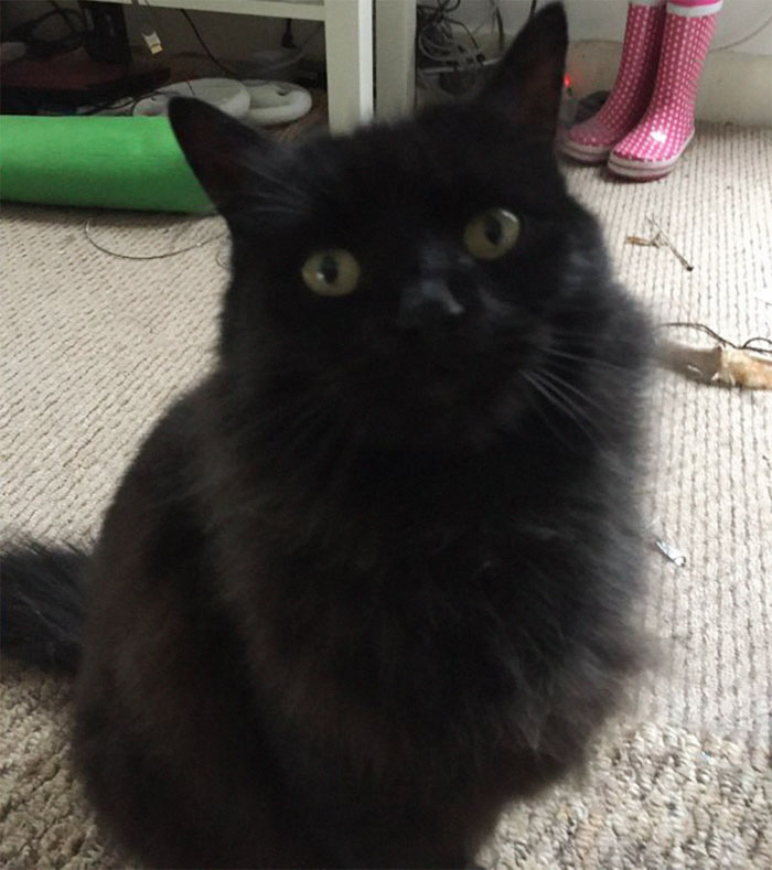 Little Girl Did An Interview With Her Cat And Someone Suggested It Should Be Illustrated, So We Did Little Girl Did An Interview With Her Cat And Someone Suggested It Should Be Illustrated, So We Did