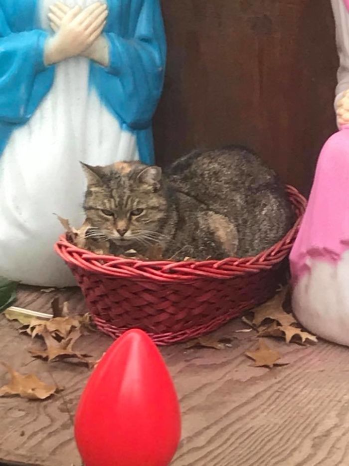 Everyone Can't Stop Laughing After This Grumpy Cat Crashed A Nativity Scene In NYC Everyone Can't Stop Laughing After This Grumpy Cat Crashed A Nativity Scene In NYC