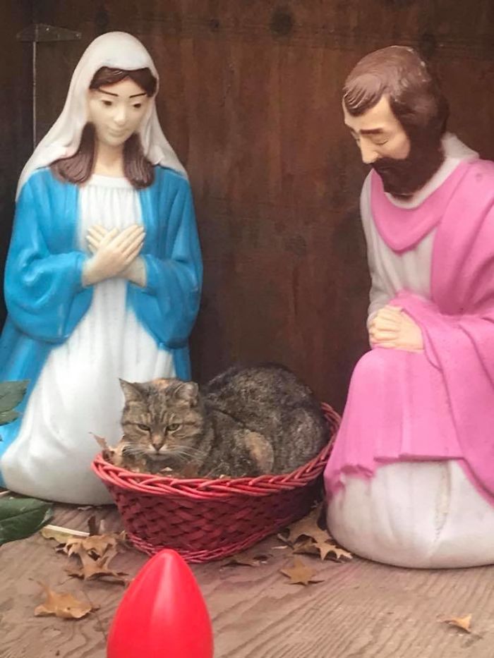 Everyone Can't Stop Laughing After This Grumpy Cat Crashed A Nativity Scene In NYC Everyone Can't Stop Laughing After This Grumpy Cat Crashed A Nativity Scene In NYC