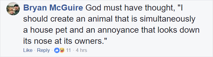 Everyone Can't Stop Laughing After This Grumpy Cat Crashed A Nativity Scene In NYC