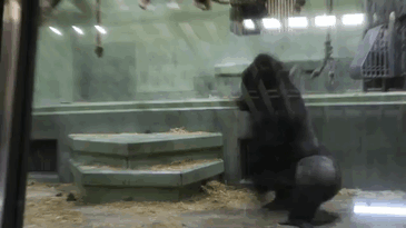 People Are Comparing This Ridiculously Photogenic Gorilla To George Clooney And We Can’t Handle It People Are Comparing This Ridiculously Photogenic Gorilla To George Clooney And We Can’t Handle It