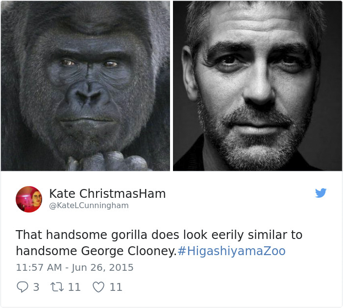 People Are Comparing This Ridiculously Photogenic Gorilla To George Clooney And We Can’t Handle It People Are Comparing This Ridiculously Photogenic Gorilla To George Clooney And We Can’t Handle It