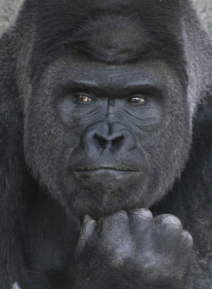 People Are Comparing This Ridiculously Photogenic Gorilla To George Clooney And We Can’t Handle It People Are Comparing This Ridiculously Photogenic Gorilla To George Clooney And We Can’t Handle It