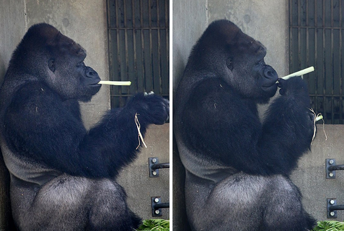 People Are Comparing This Ridiculously Photogenic Gorilla To George Clooney And We Can’t Handle It People Are Comparing This Ridiculously Photogenic Gorilla To George Clooney And We Can’t Handle It
