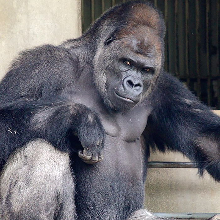 People Are Comparing This Ridiculously Photogenic Gorilla To George Clooney And We Can’t Handle It People Are Comparing This Ridiculously Photogenic Gorilla To George Clooney And We Can’t Handle It