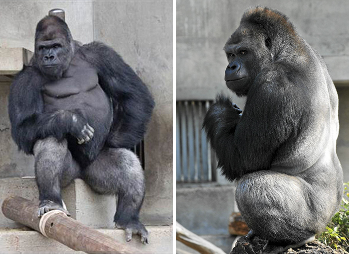 People Are Comparing This Ridiculously Photogenic Gorilla To George Clooney And We Can’t Handle It
